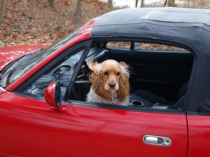 Mata Dla Psa Do Samochodu - Czy Jest Praktyczna